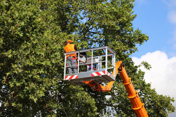 Best Tree Pruning Services  in USA